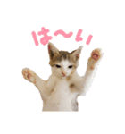 ちゃむとソナ（個別スタンプ：16）