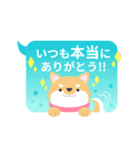使える柴犬スタンプ -感謝・ありがとう-（個別スタンプ：12）