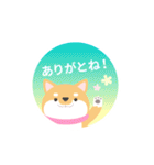使える柴犬スタンプ -感謝・ありがとう-（個別スタンプ：32）
