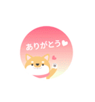 使える柴犬スタンプ -感謝・ありがとう-（個別スタンプ：37）