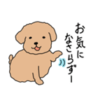 トイプードルこてつ君（個別スタンプ：10）