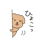 トイプードルこてつ君（個別スタンプ：35）