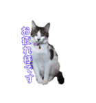 ねこすたんぷ、2（個別スタンプ：1）
