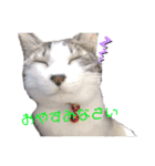 ねこすたんぷ、2（個別スタンプ：2）