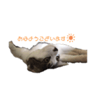 ねこすたんぷ、2（個別スタンプ：3）