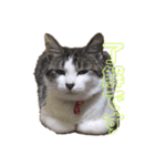 ねこすたんぷ、2（個別スタンプ：4）