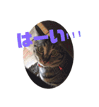 ねこすたんぷ、2（個別スタンプ：6）