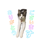 ねこすたんぷ、2（個別スタンプ：8）
