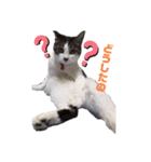 ねこすたんぷ、2（個別スタンプ：9）