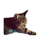 ねこすたんぷ、2（個別スタンプ：10）