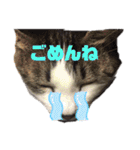 ねこすたんぷ、2（個別スタンプ：14）