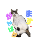 ねこすたんぷ、2（個別スタンプ：15）