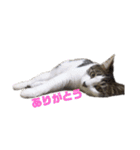 ねこすたんぷ、2（個別スタンプ：16）