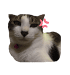 ねこすたんぷ、2（個別スタンプ：18）