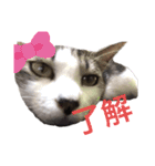 ねこすたんぷ、2（個別スタンプ：19）