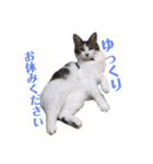 ねこすたんぷ、2（個別スタンプ：21）