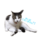 ねこすたんぷ、2（個別スタンプ：22）