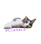 ねこすたんぷ、2（個別スタンプ：23）