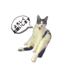 ねこすたんぷ、2（個別スタンプ：24）