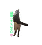 ねこすたんぷ、2（個別スタンプ：27）