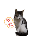 ねこすたんぷ、2（個別スタンプ：28）