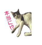 ねこすたんぷ、2（個別スタンプ：29）