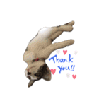 ねこすたんぷ、2（個別スタンプ：31）