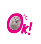 ハリネズミの日常言葉（個別スタンプ：5）