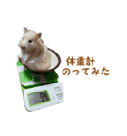 ハムスターのきゅうちゃん～食べ過ぎ編（個別スタンプ：1）