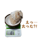 ハムスターのきゅうちゃん～食べ過ぎ編（個別スタンプ：2）