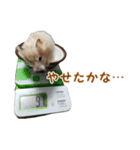 ハムスターのきゅうちゃん～食べ過ぎ編（個別スタンプ：3）
