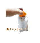ハムスターのきゅうちゃん～食べ過ぎ編（個別スタンプ：5）