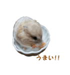 ハムスターのきゅうちゃん～食べ過ぎ編（個別スタンプ：7）