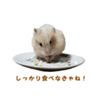 ハムスターのきゅうちゃん～食べ過ぎ編（個別スタンプ：8）