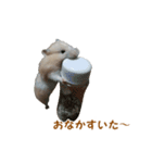 ハムスターのきゅうちゃん～食べ過ぎ編（個別スタンプ：9）
