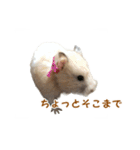 ハムスターのきゅうちゃん～食べ過ぎ編（個別スタンプ：12）