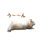 ハムスターのきゅうちゃん～食べ過ぎ編（個別スタンプ：13）