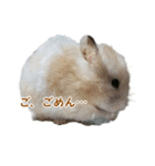 ハムスターのきゅうちゃん～食べ過ぎ編（個別スタンプ：16）