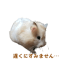 ハムスターのきゅうちゃん～食べ過ぎ編（個別スタンプ：20）
