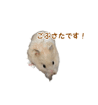 ハムスターのきゅうちゃん～食べ過ぎ編（個別スタンプ：21）