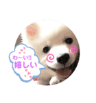 日本スピッツ ぽんぷ（個別スタンプ：1）