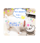 日本スピッツ ぽんぷ（個別スタンプ：3）