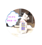 日本スピッツ ぽんぷ（個別スタンプ：4）