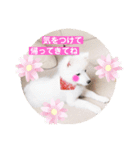 日本スピッツ ぽんぷ（個別スタンプ：7）