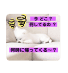 日本スピッツ ぽんぷ（個別スタンプ：9）