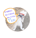 日本スピッツ ぽんぷ（個別スタンプ：11）