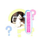 日本スピッツ ぽんぷ（個別スタンプ：14）
