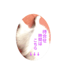 日本スピッツ ぽんぷ（個別スタンプ：17）