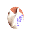 日本スピッツ ぽんぷ（個別スタンプ：18）