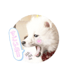 日本スピッツ ぽんぷ（個別スタンプ：19）